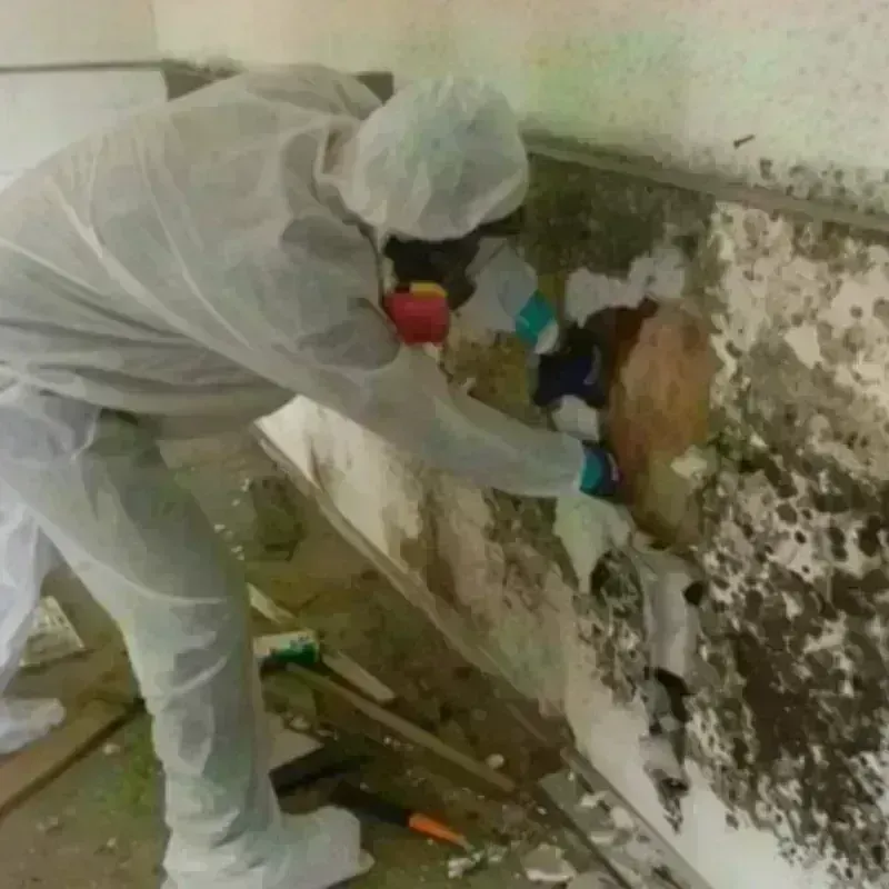 Mold Remediation and Removal in New Kingman-Butler, AZ